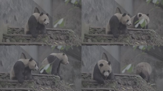 两只熊猫玩耍打闹10