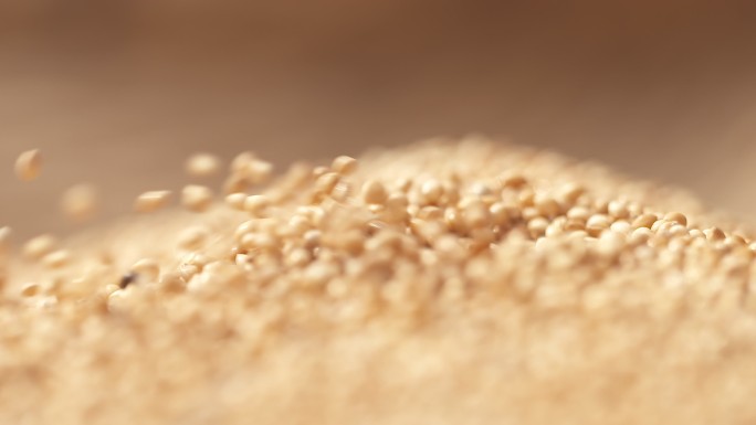 大黄米 黍米