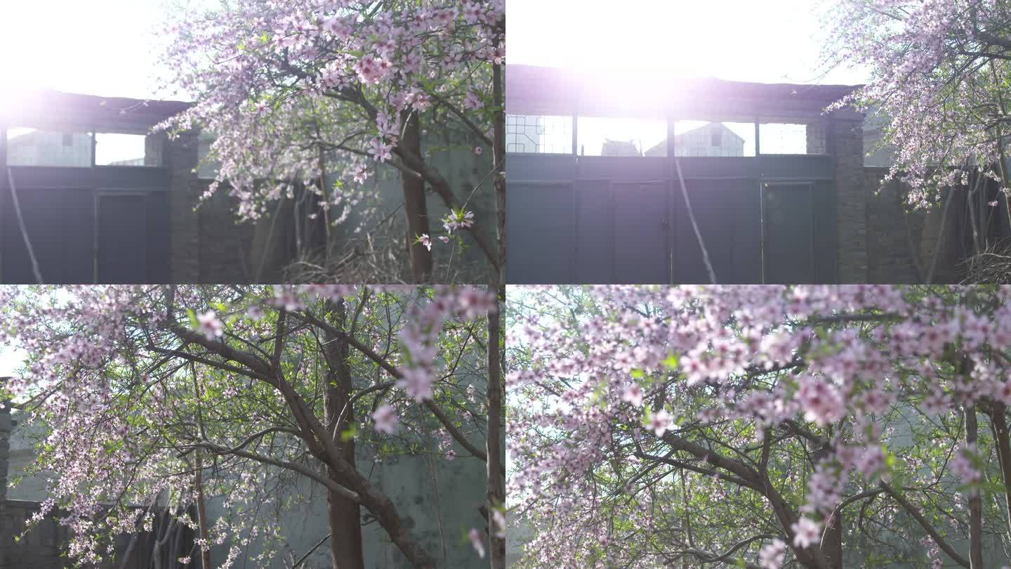 桃树 挑花