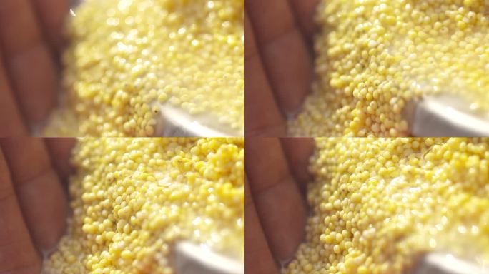 洗大黄米 黍米