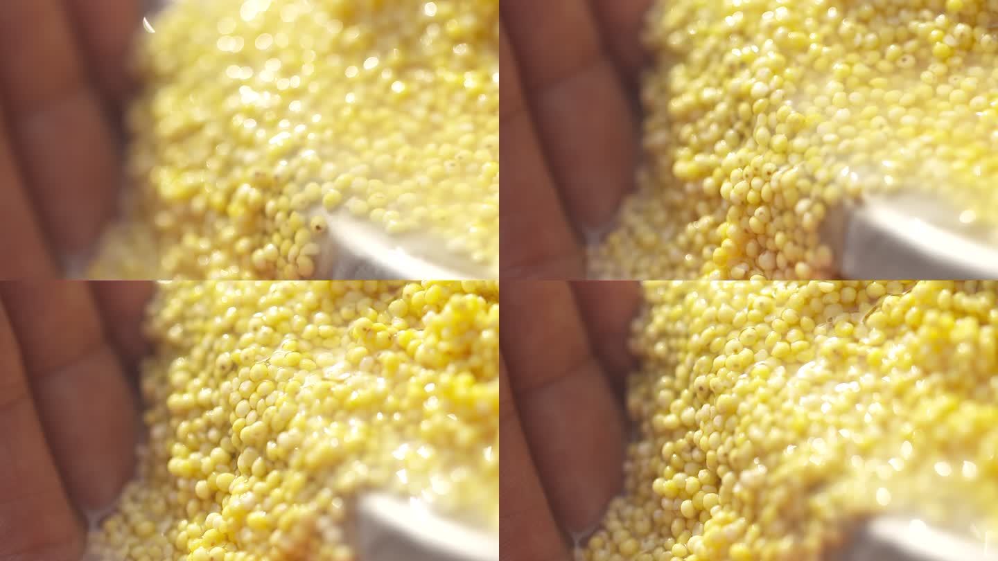 洗大黄米 黍米