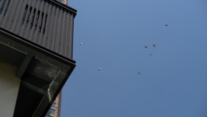 城市天空飞鸟掠过飞翔飞行鸟类活动