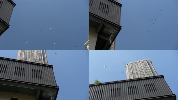 城市天空飞鸟掠过飞翔飞行鸟类活动