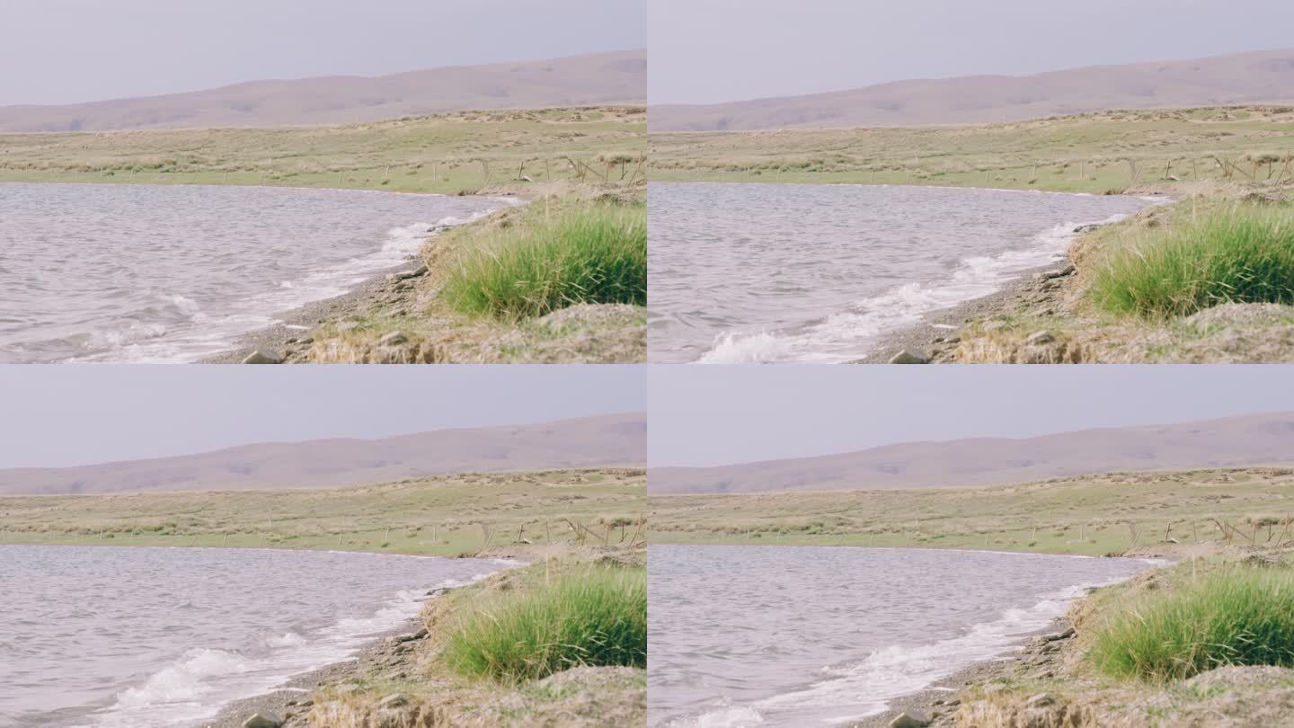 青海湖尕海湖水拍打岸边和湖边的草地