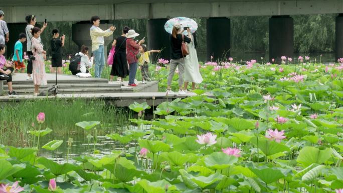 荷花池塘盛开赏花纳凉拍照