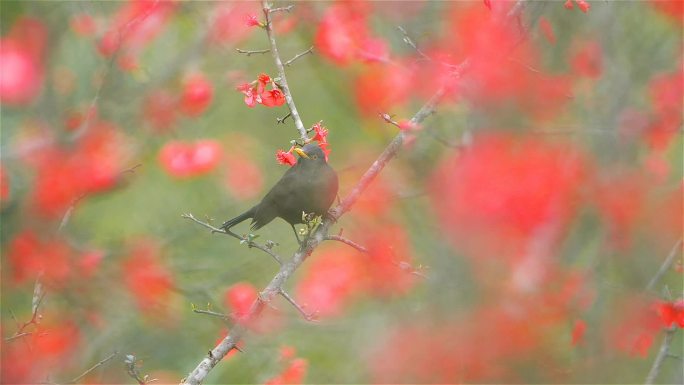 春天花儿鸟儿合集