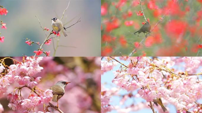 春天花儿鸟儿合集