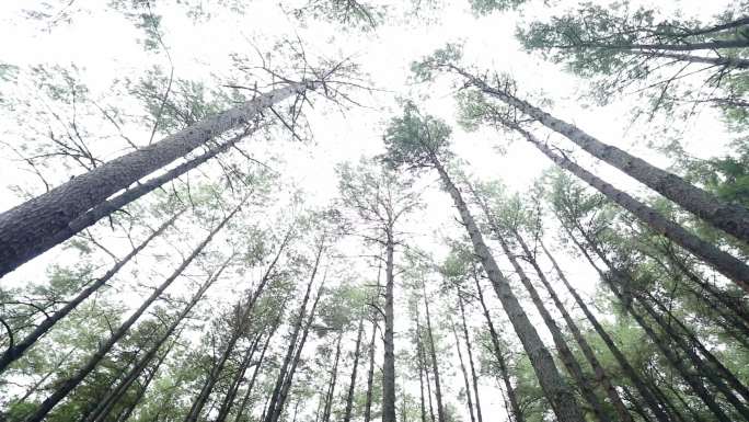 四川渠县公园建设森林湿地森林氧吧热带雨林