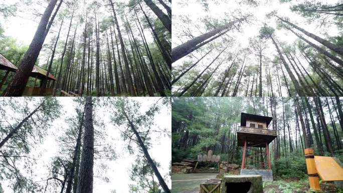 四川渠县公园建设森林湿地森林氧吧热带雨林