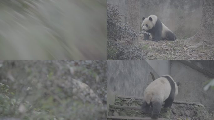 熊猫睡觉 走路
