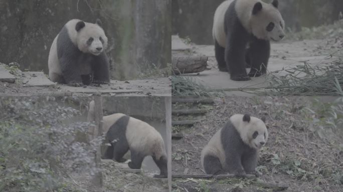 熊猫玩耍打闹6