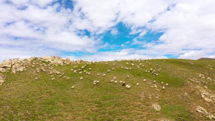 羊吃草 美丽草原 青青草原 天然牧场