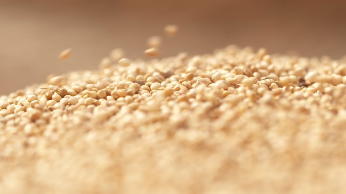 大黄米 黍米