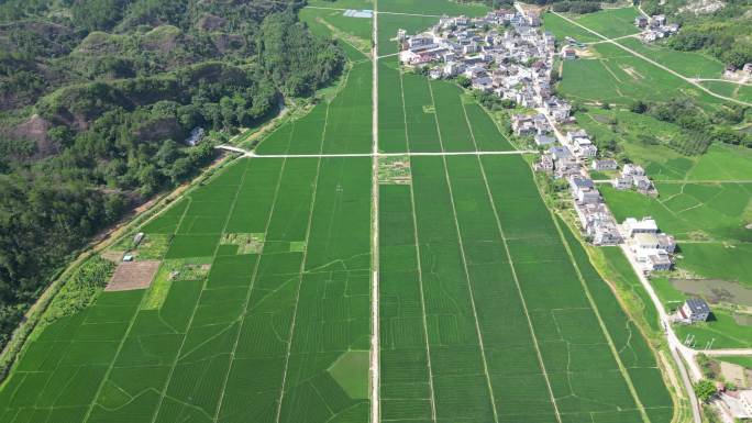 稻田  乡村   水稻农田航拍