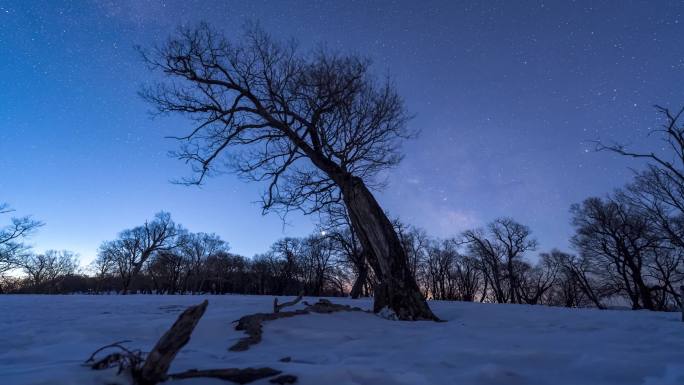 4K吉林四方顶树下夜晚星轨星空银河延时