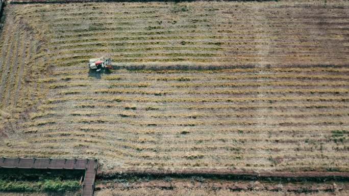 农业现代化机械收割机收割庄家俯拍全景
