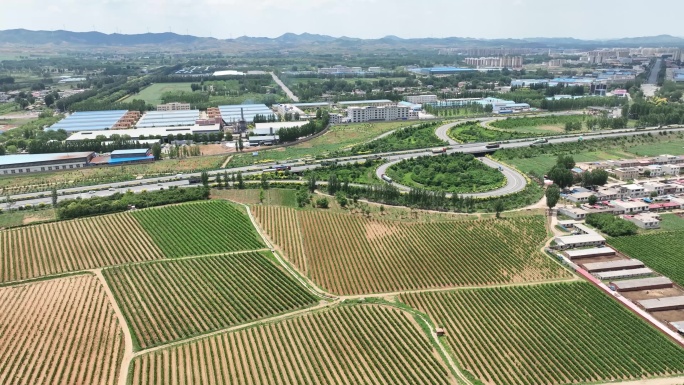 百亩葡萄园 葡萄种植基地