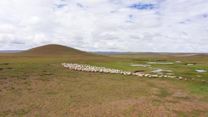 绿色草原 羊群放牧 自然生态保