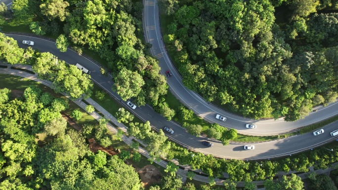 道路绿化