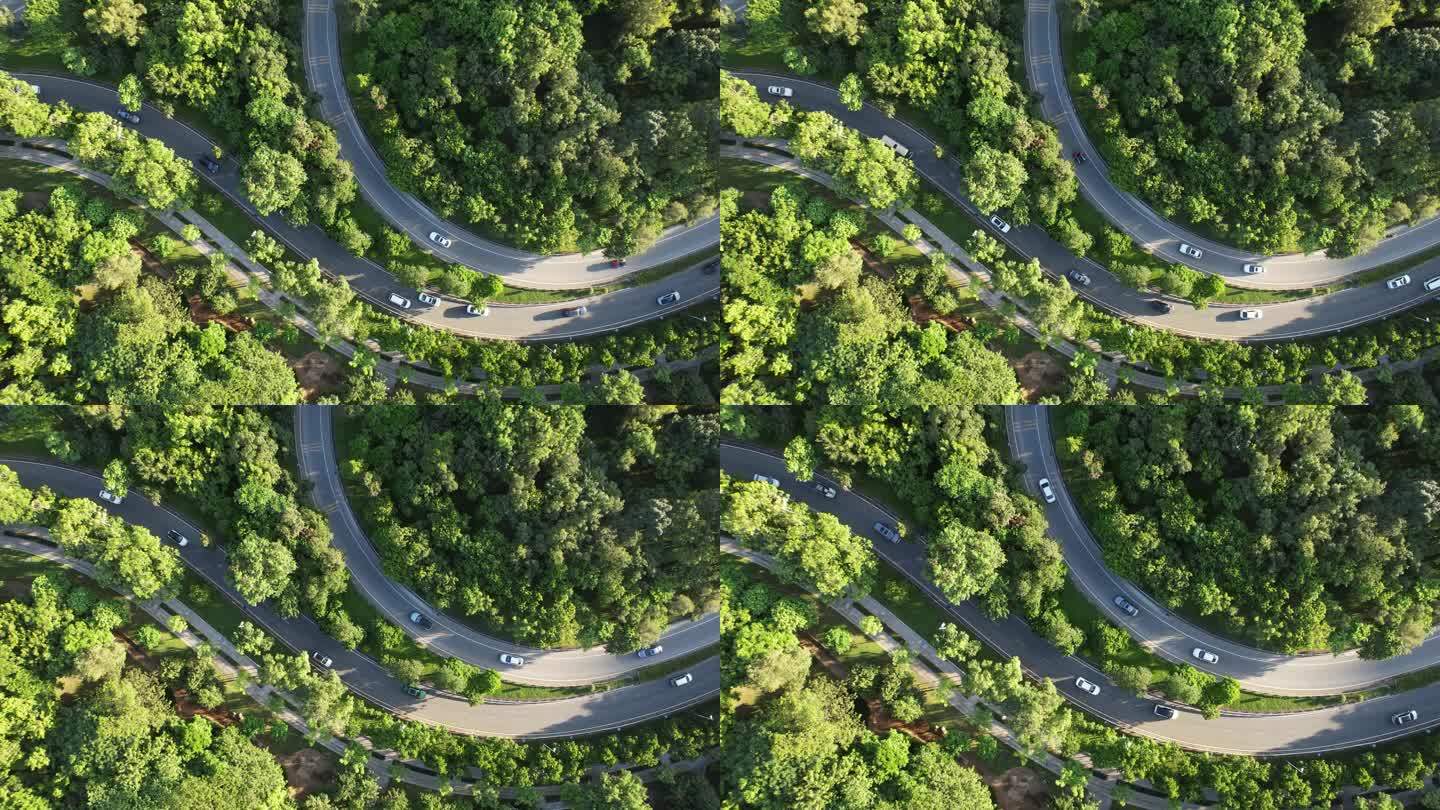 道路绿化