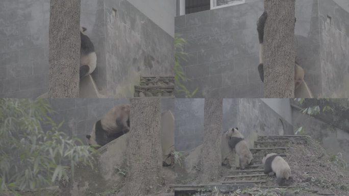 两只熊猫玩耍打闹4