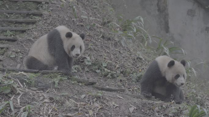 两只熊猫玩耍打闹8