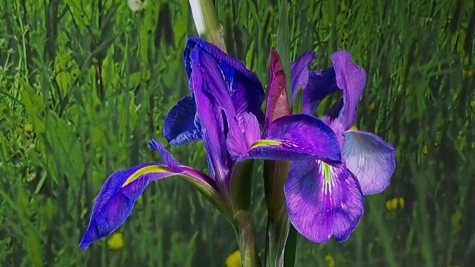 鸢尾 花菖蒲 玉蝉花 延时 摄影