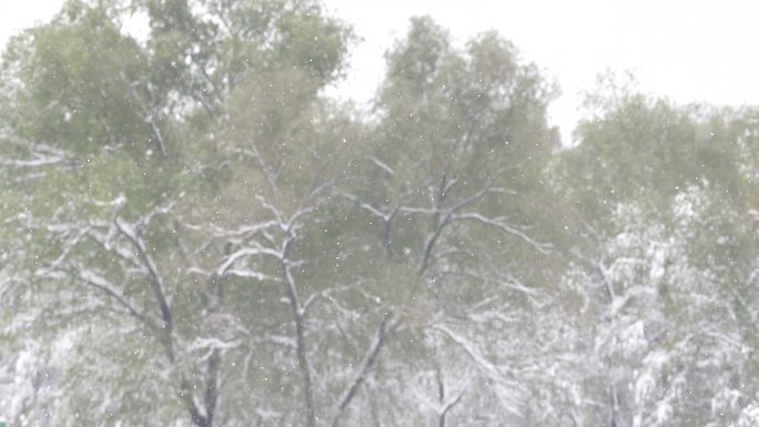 雪景 树木 慢镜头