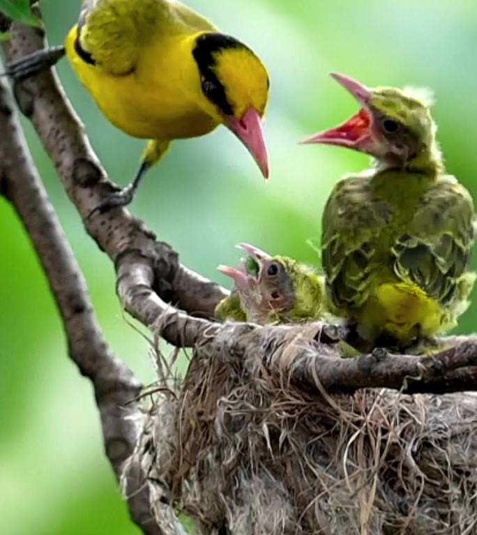 黑枕黄鹂后阶段育雏雏鸟即将离巢亲鸟喂食