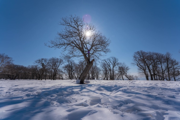 6K吉林冬天雪景四方顶枯树蓝天雪景延时