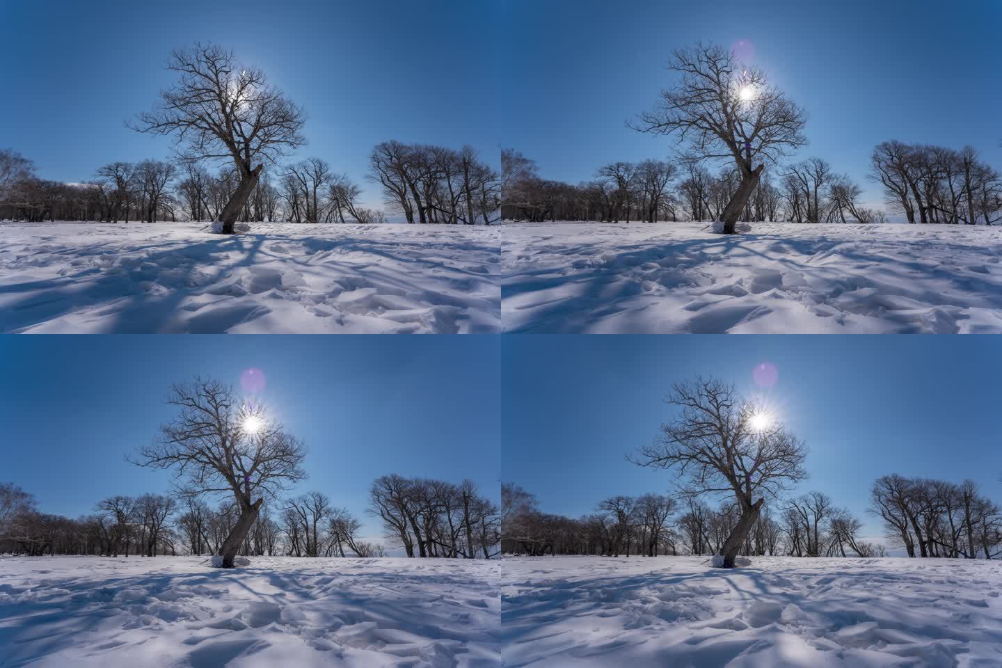 6K吉林冬天雪景四方顶枯树蓝天雪景延时