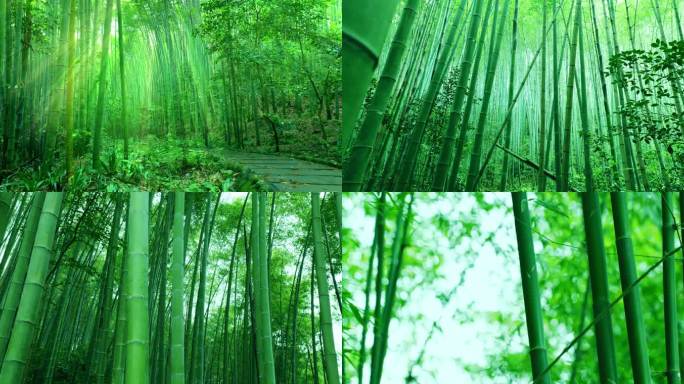 竹林竹海竹子竹叶阳光绿色自然唯美意境空镜