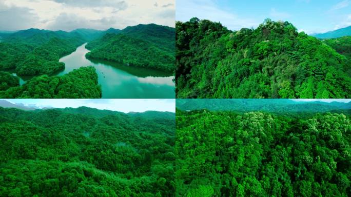 绿水青山河流湖泊绿色大自然树林森林密林