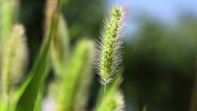 毛毛草 狗尾巴草 唯美意境 阳光明媚