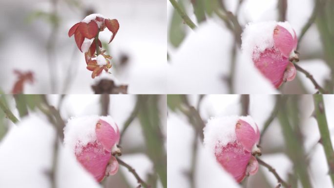 雪景 花 月季花