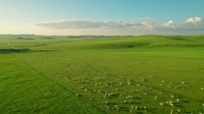 内蒙古呼伦贝尔大草原羊群草场湿地河流