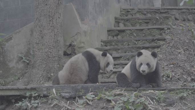两只熊猫玩耍打闹3