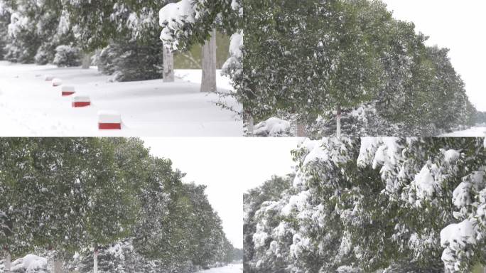 雪景 下雪