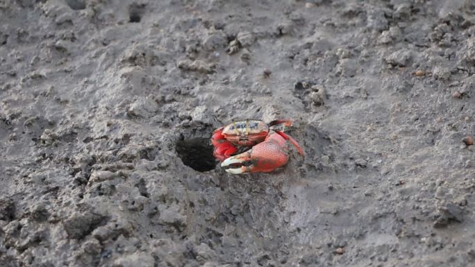 海南红树林生态中的螃蟹