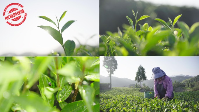 4K原创采茶原生态茶山