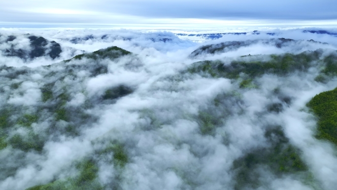 云雾缭绕的森林大自然风景