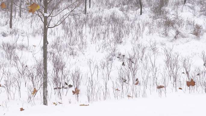 雪景 下雪 小鸟 麻雀