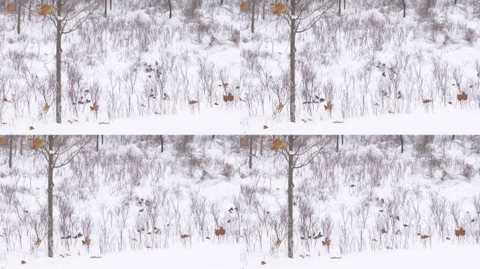 雪景 下雪 小鸟 麻雀