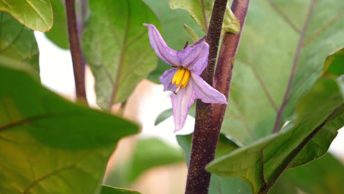 茄子 蔬菜 菜园 茄子种植 茄子开花