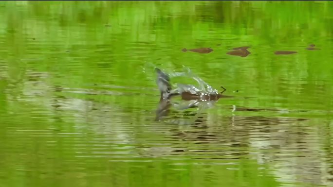 鸟捕食喝水踩水