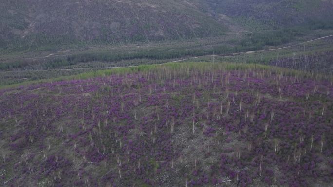 航拍大兴安岭杜鹃花在山林怒放