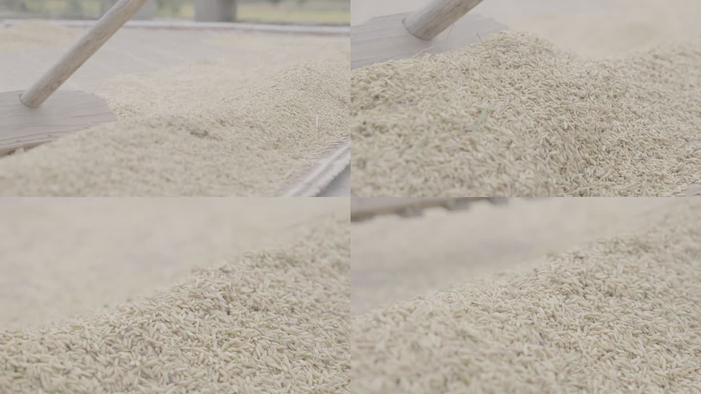 水稻 打谷 晒谷 灰度 稻子 农家