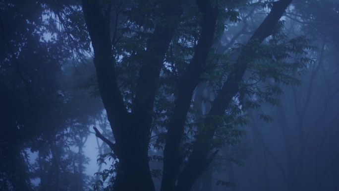 迷雾森林空境黑暗阴森