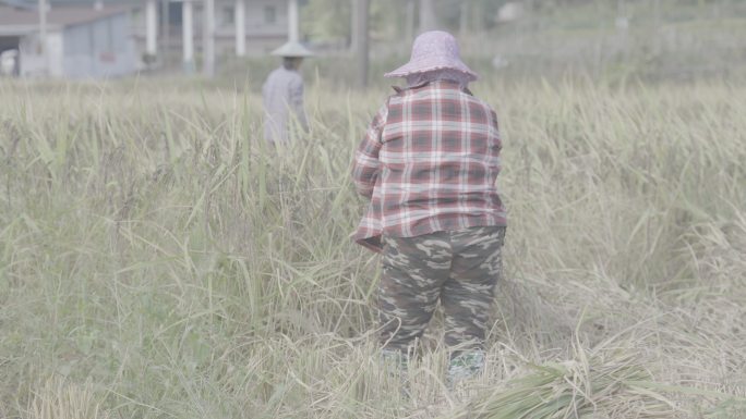 收谷子 丰收 收割 收粮食 水稻 稻田