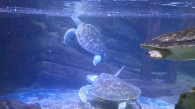 海洋世界惬意的海龟
